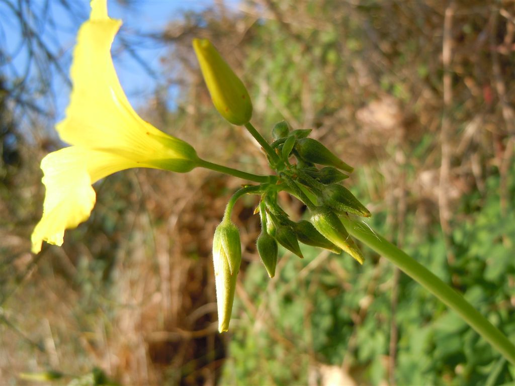 Oxalis pes-caprae / Acetosella gialla
